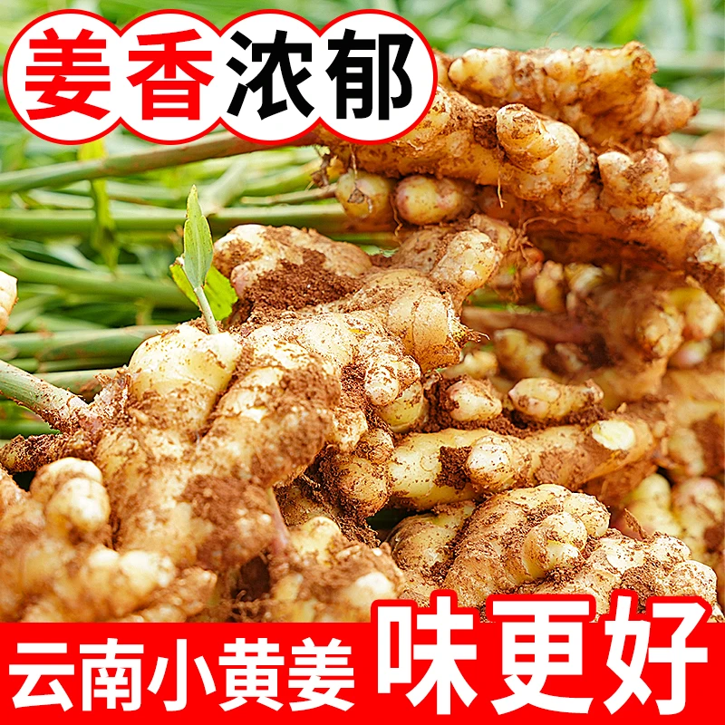 云南新鲜现挖一年半老姜小黄姜生姜云南产地发货姜香味浓郁辛辣