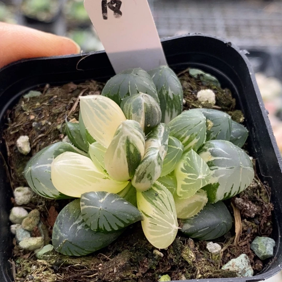 18号糊斑趋势玉露锦