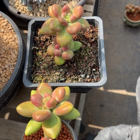 A***e谢谢宝～一物一拍两颗016