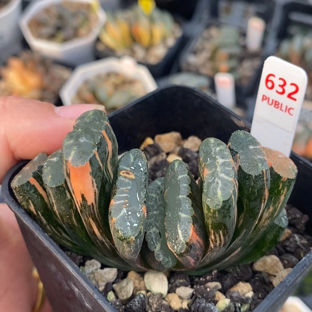 不开花植物632赤斑