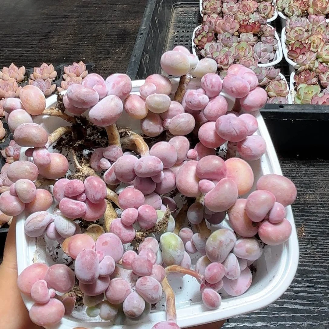 如图品质桃蛋保底10颗 新疆西藏内蒙不发货