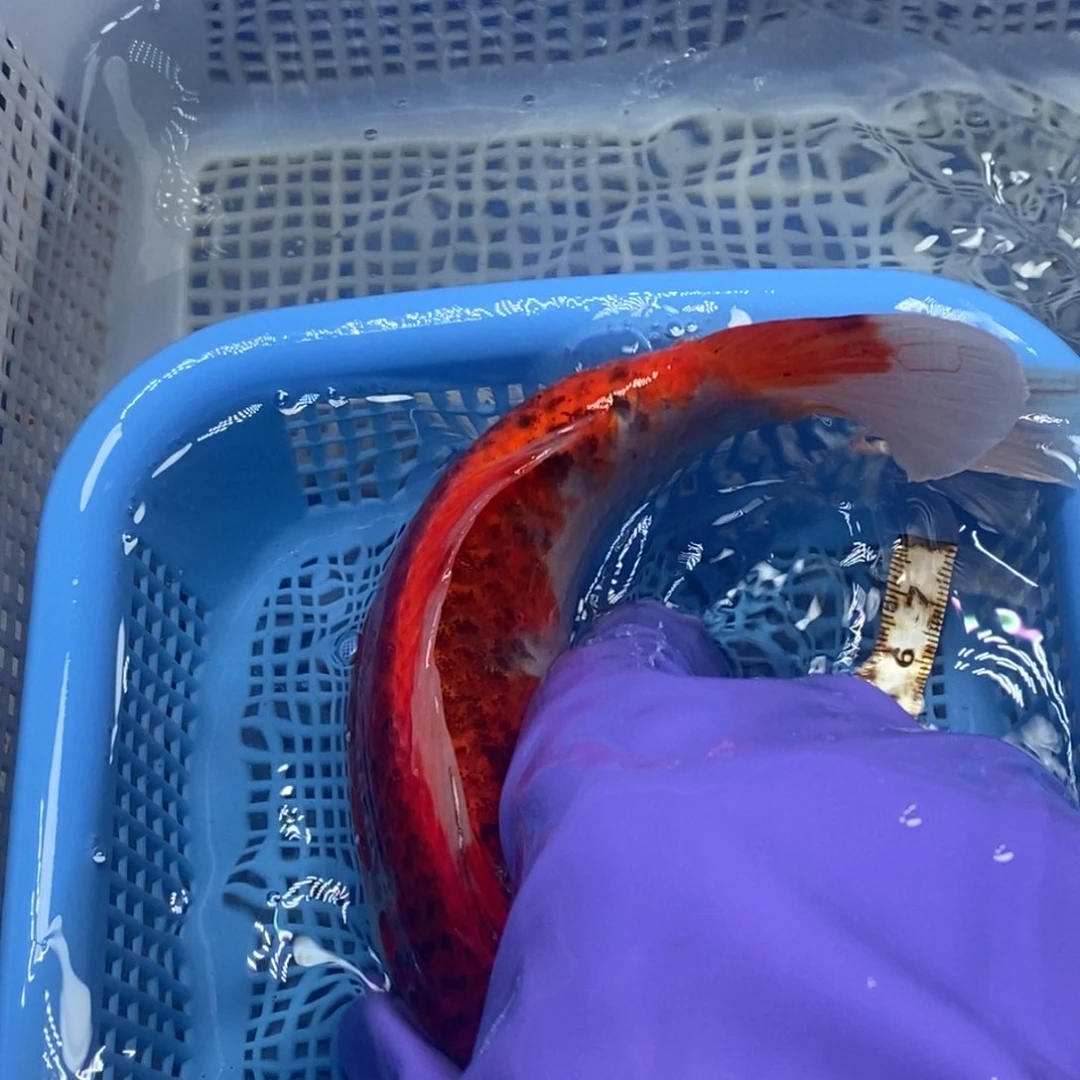 锦鲤冷水锦鲤包邮