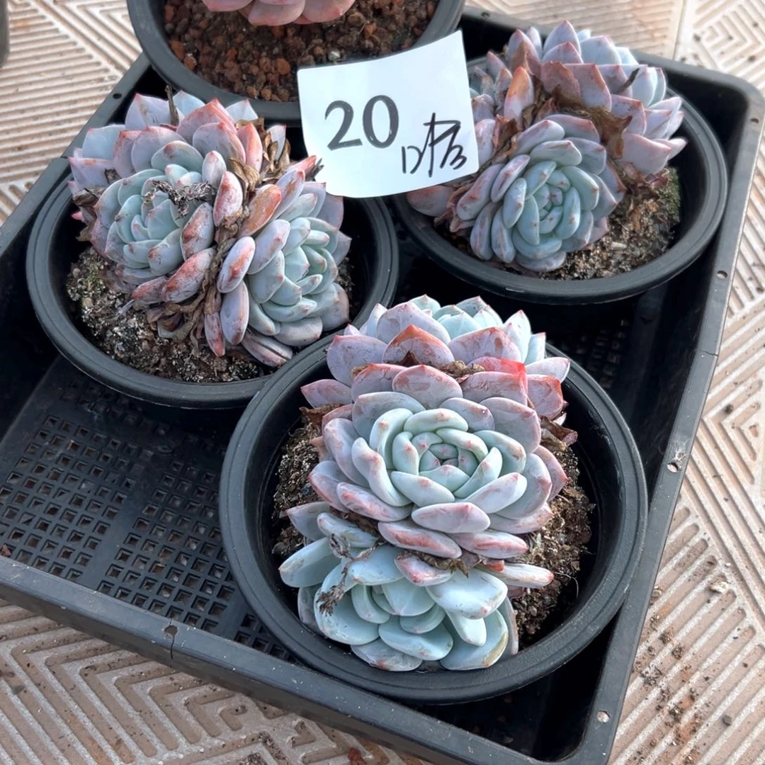 ?****20-）喜欢好吃不不错吧