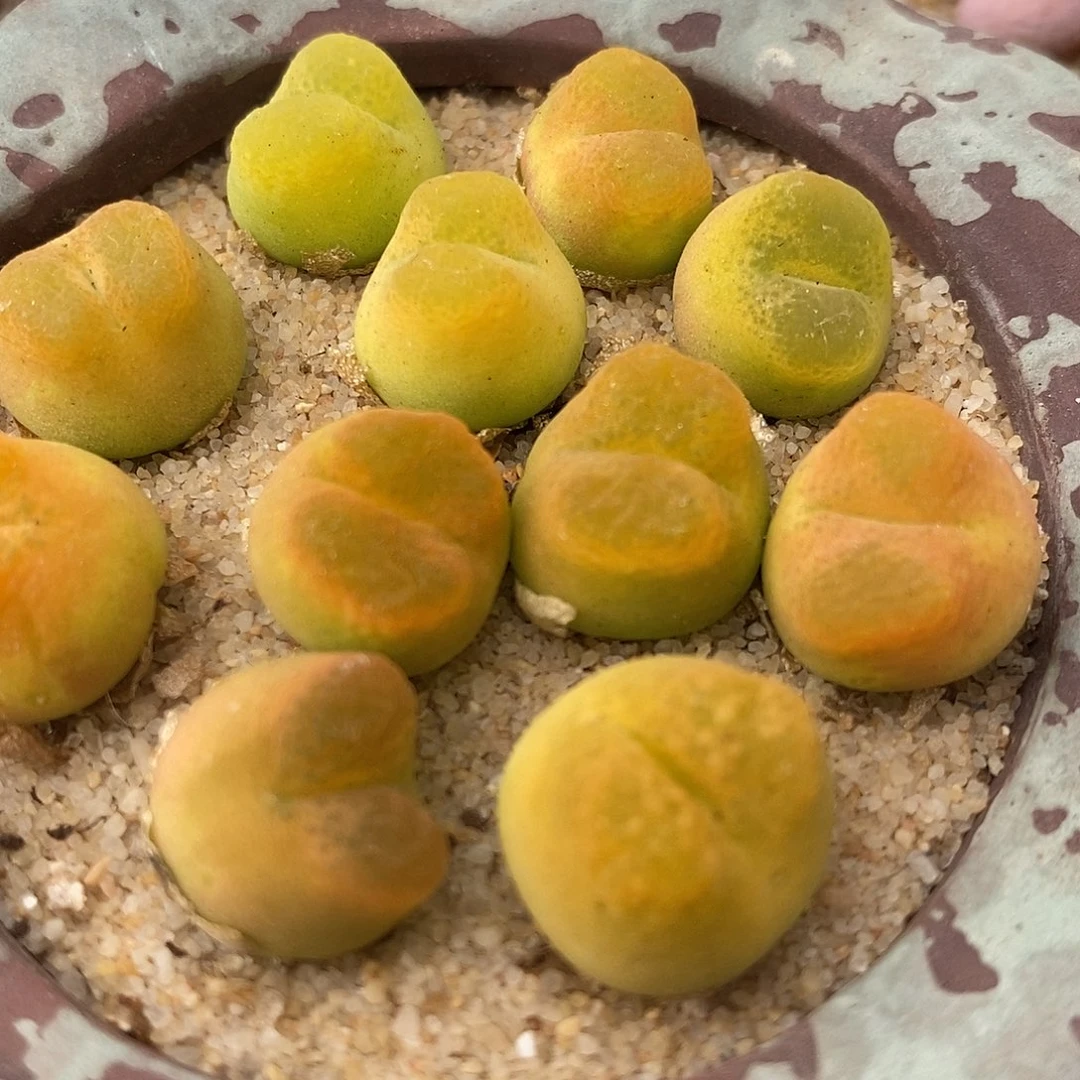 拉登杂交2颗一组一组