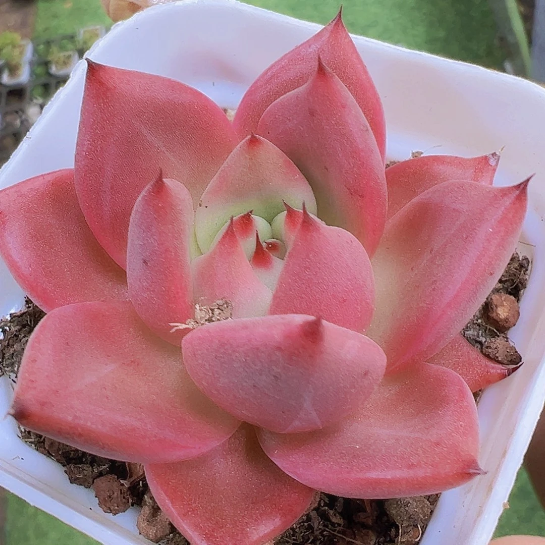 罗密欧19包邮多肉植物