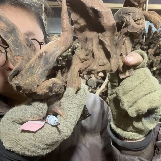 香榧木羚**笔火琉璃的故事毛料摆件