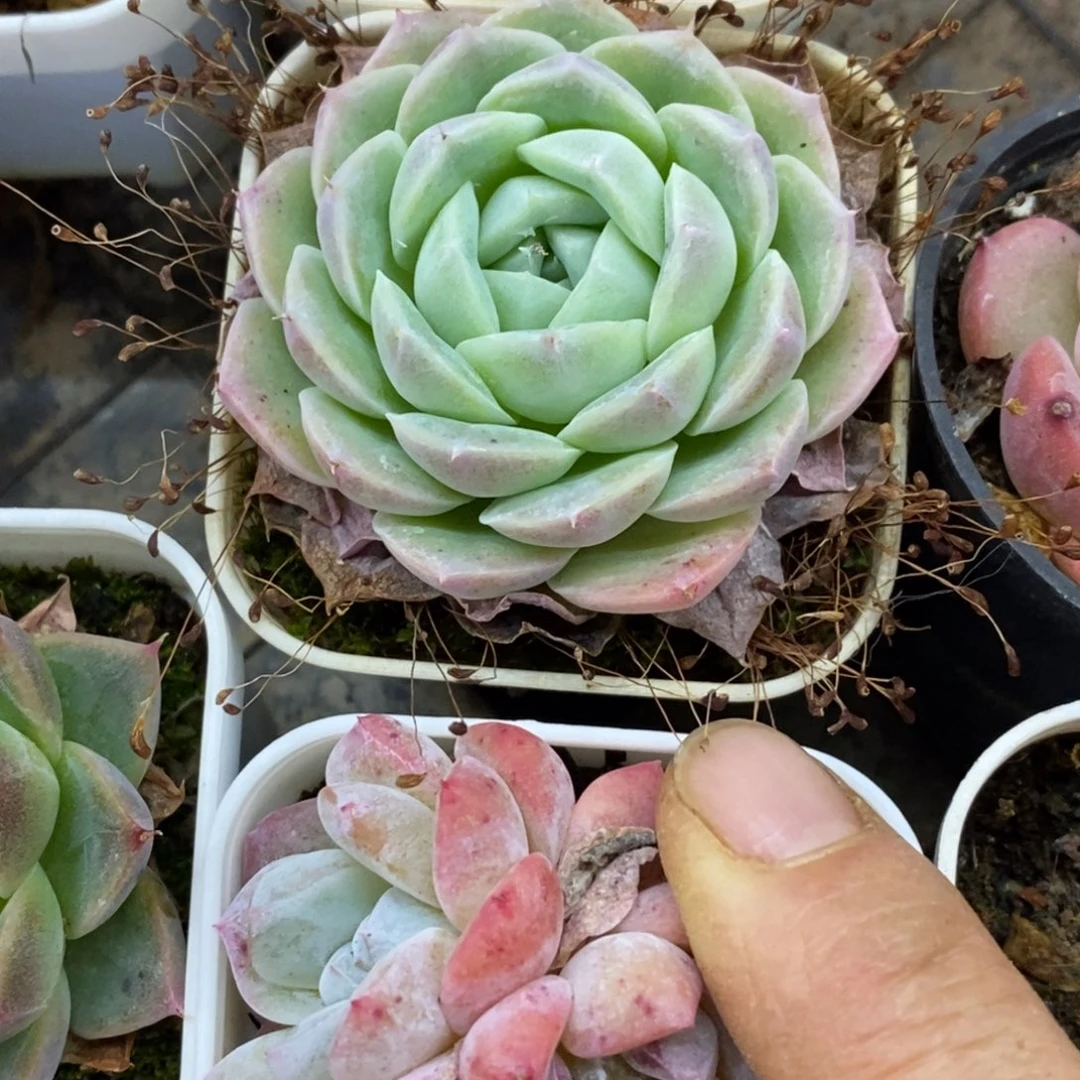 ****）精品多肉一物一拍不包整237