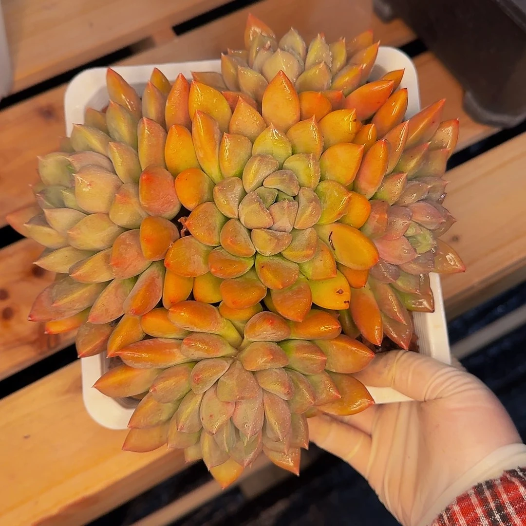 薯*吖哈哈旅途土土土土土土哟