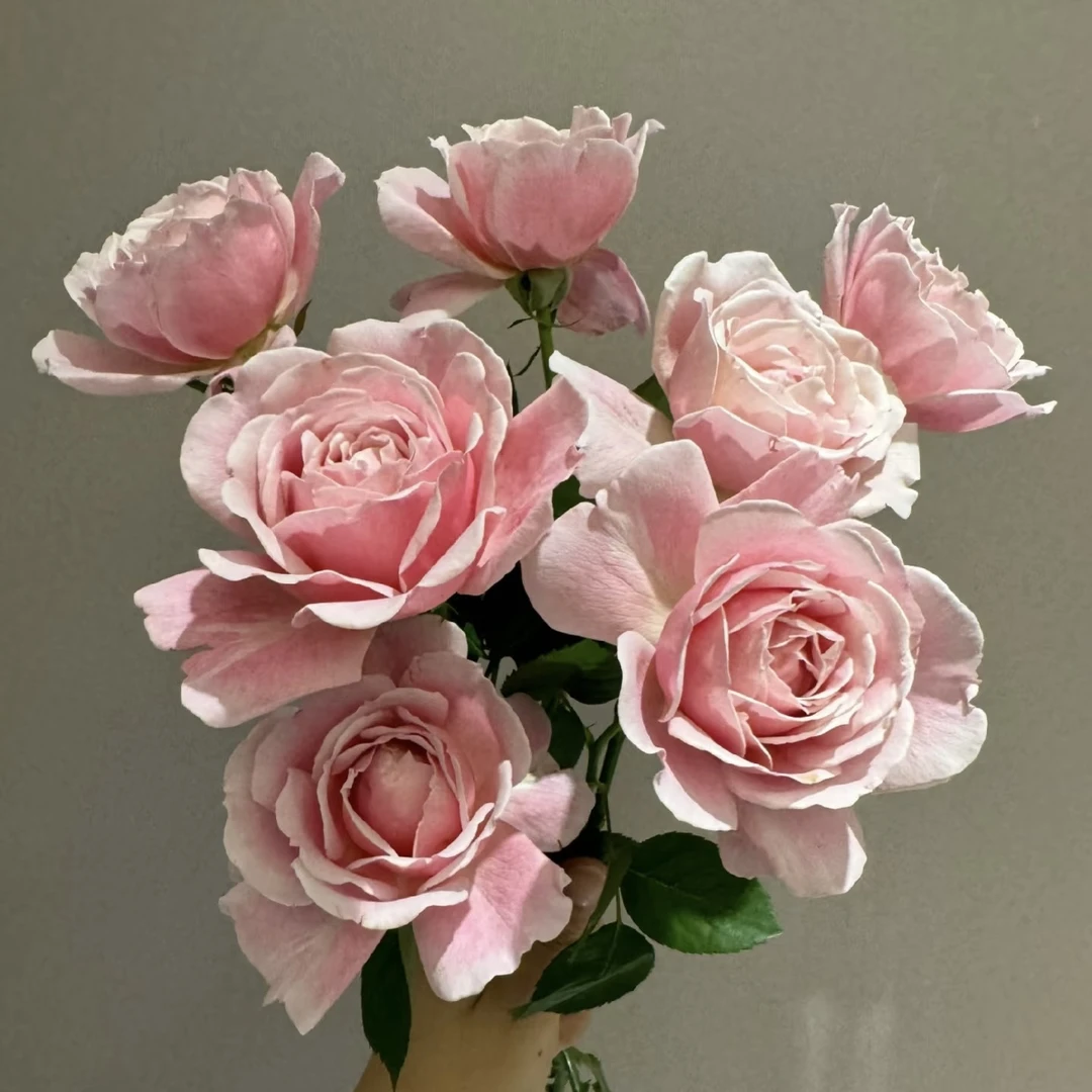 【藏花的房间】超高品质超稀有玫瑰 保持可爱 高档插花顺丰空运