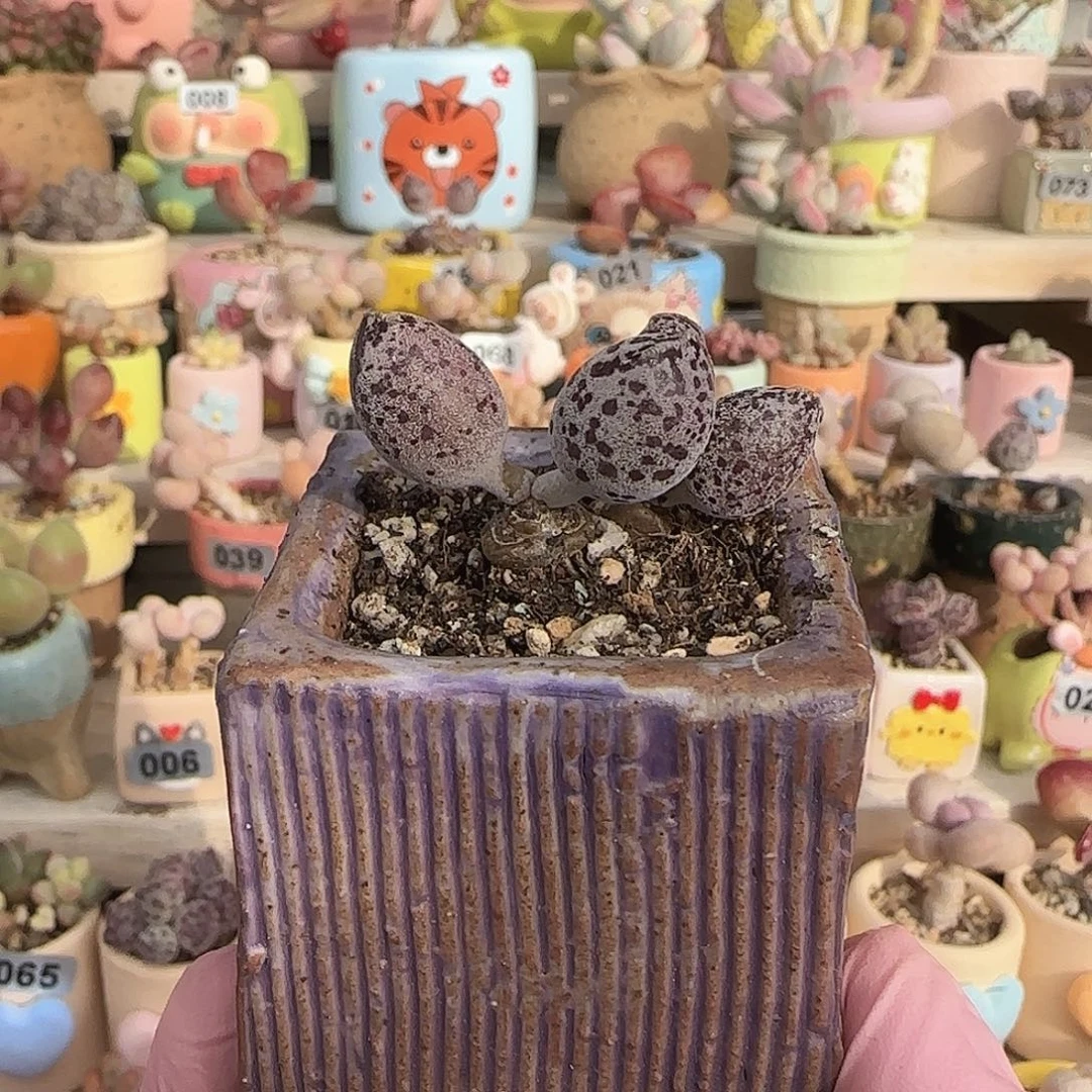 双头达摩白丸 盆口4cm