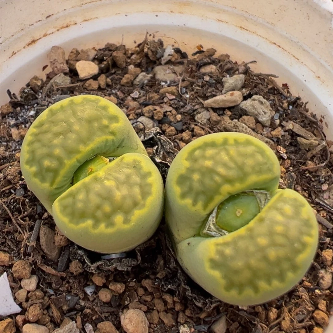 84多肉植物百科植物