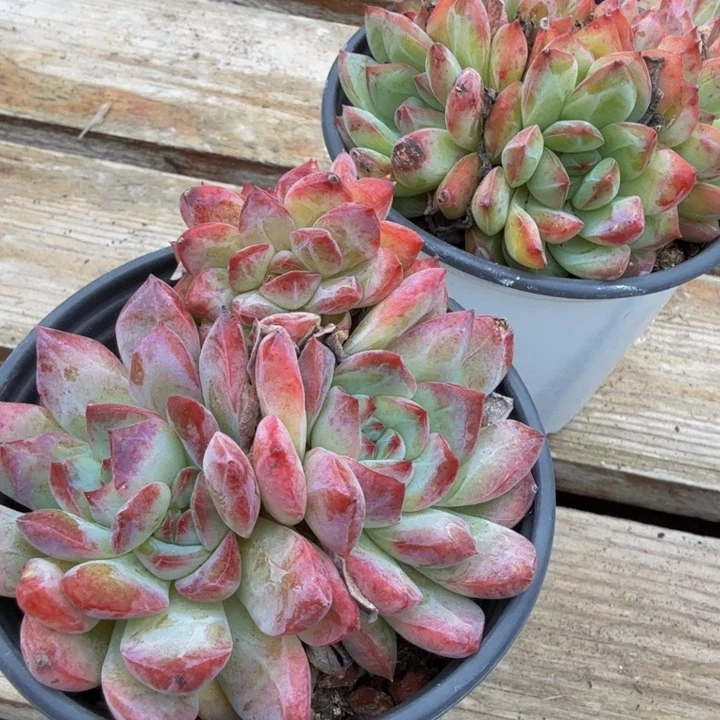荷花。
