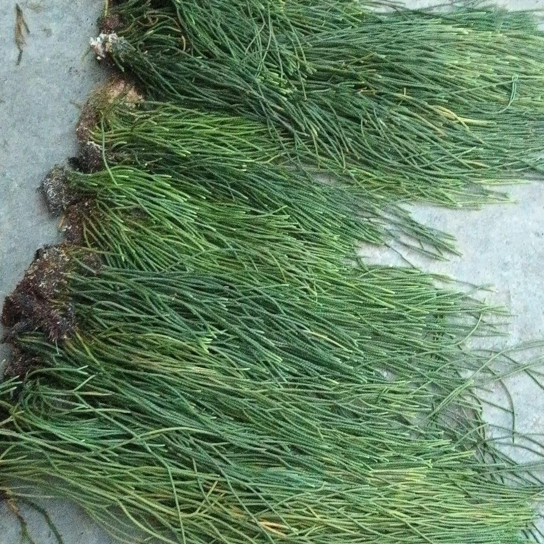马尾千斤草鲜绿植可插花装饰适合室内/室外摆放的盆栽花，也可药用