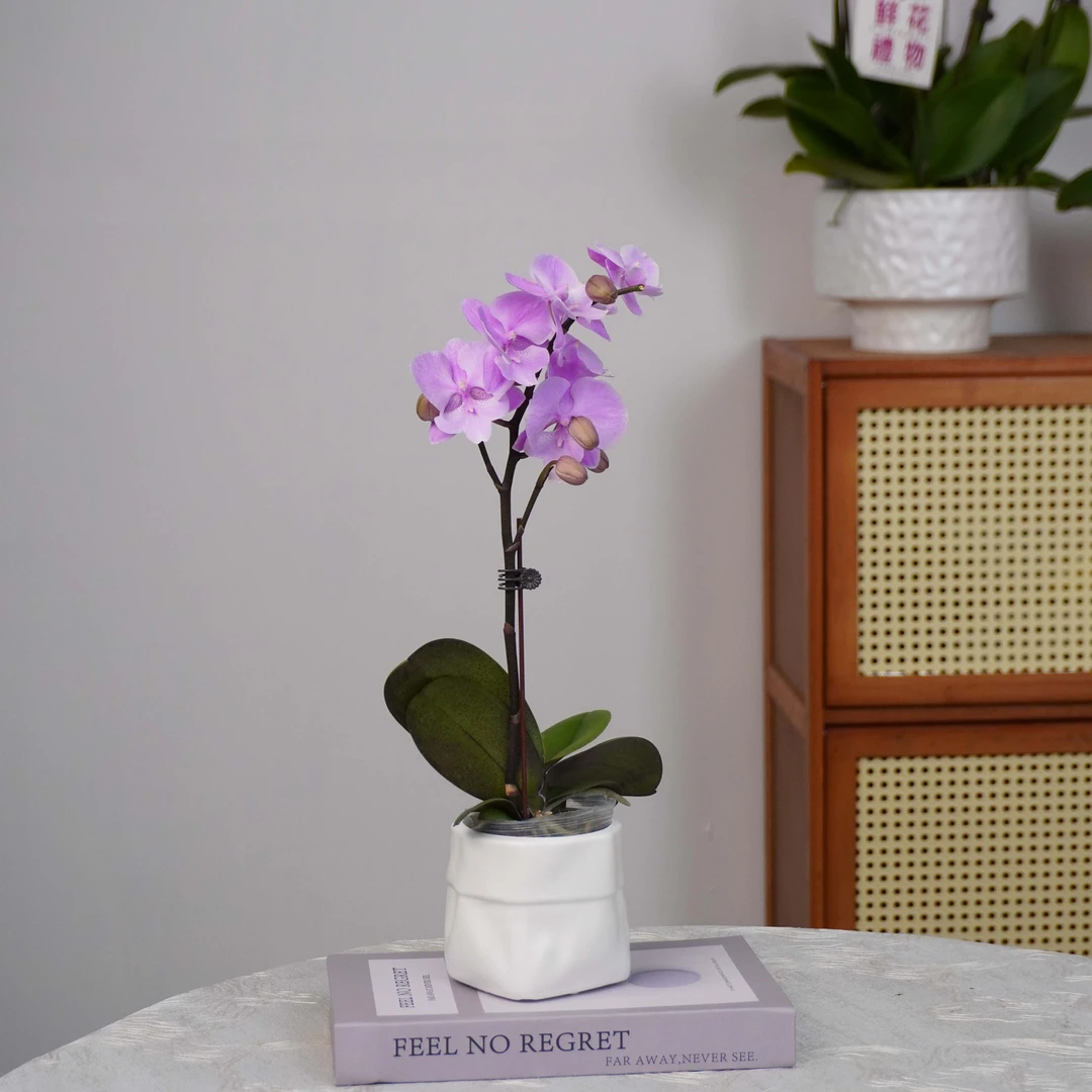 【禹城王子】蝴蝶兰年宵爆款粉紫色系客厅书桌花色娇艳耐养室内花