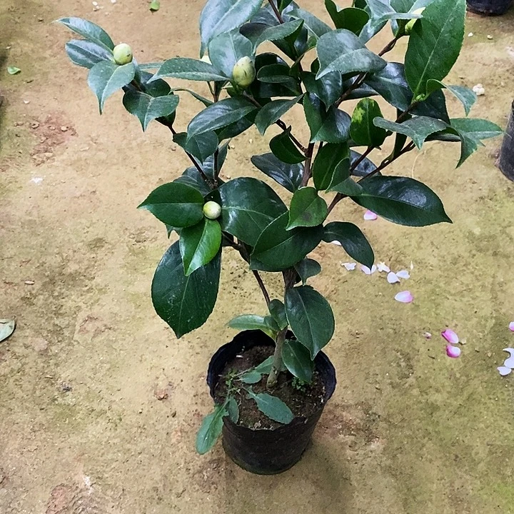 白底乔伊。
