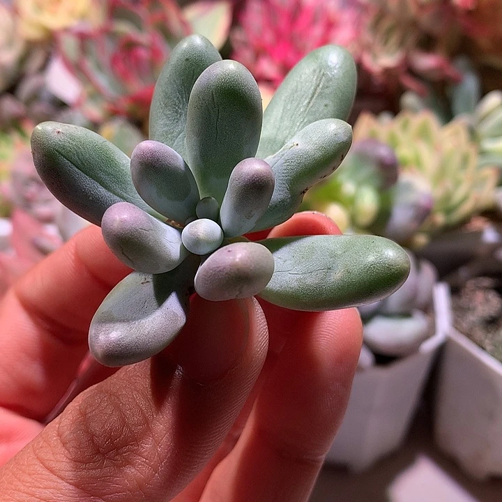 汤圆锦锦锦锦锦锦