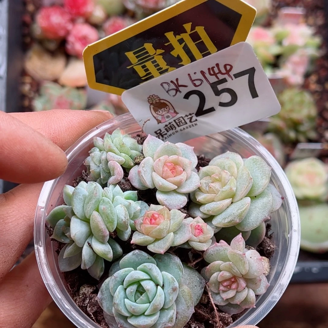 多肉植物多肉植物