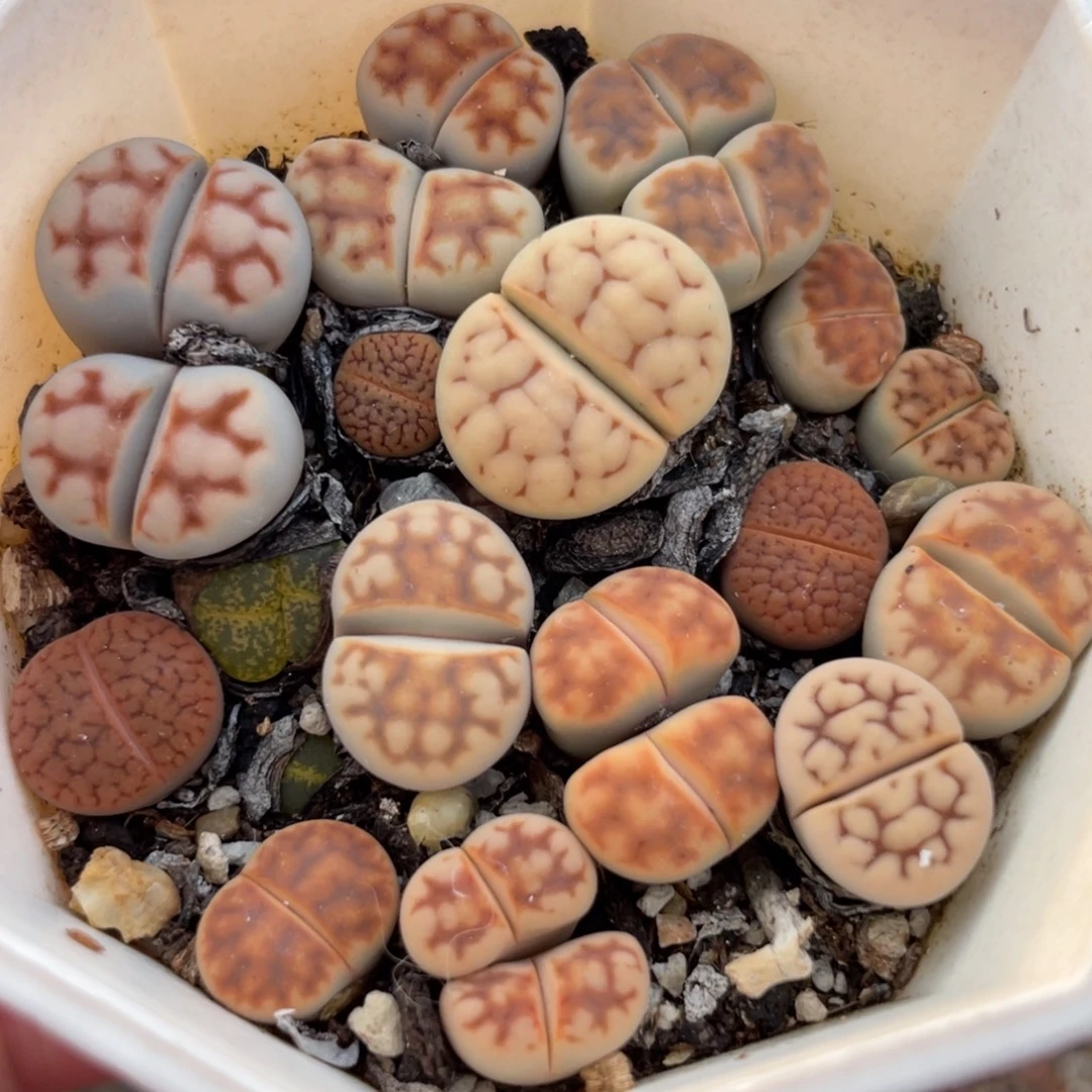 7方母本pp特价一物一拍～4