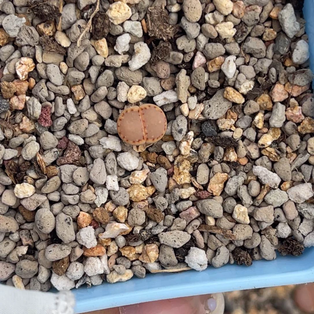 悟***问4403净窗饼干一颗