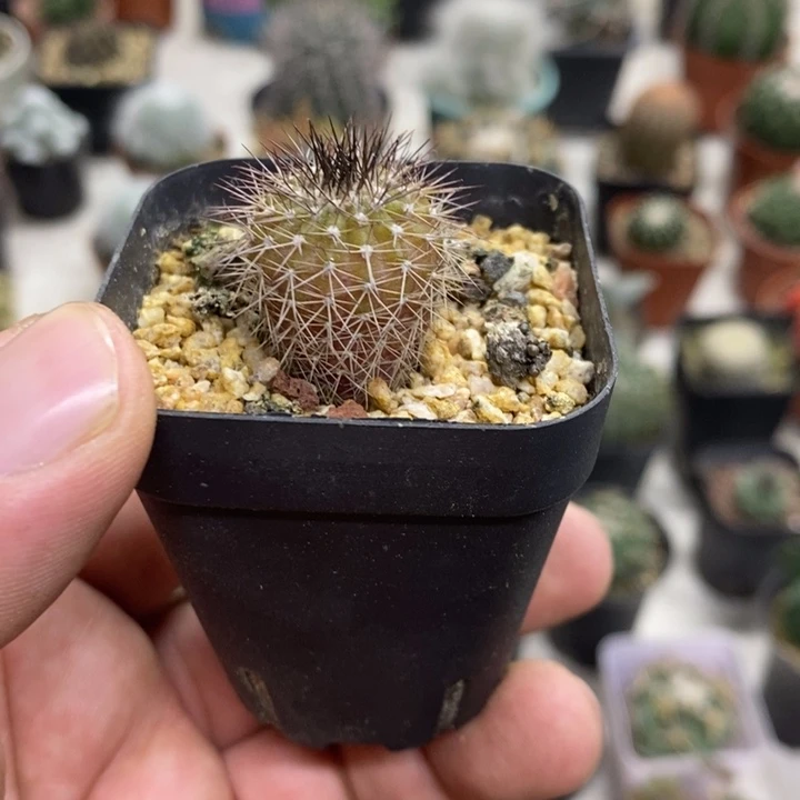 实生紫皮尤博球特价