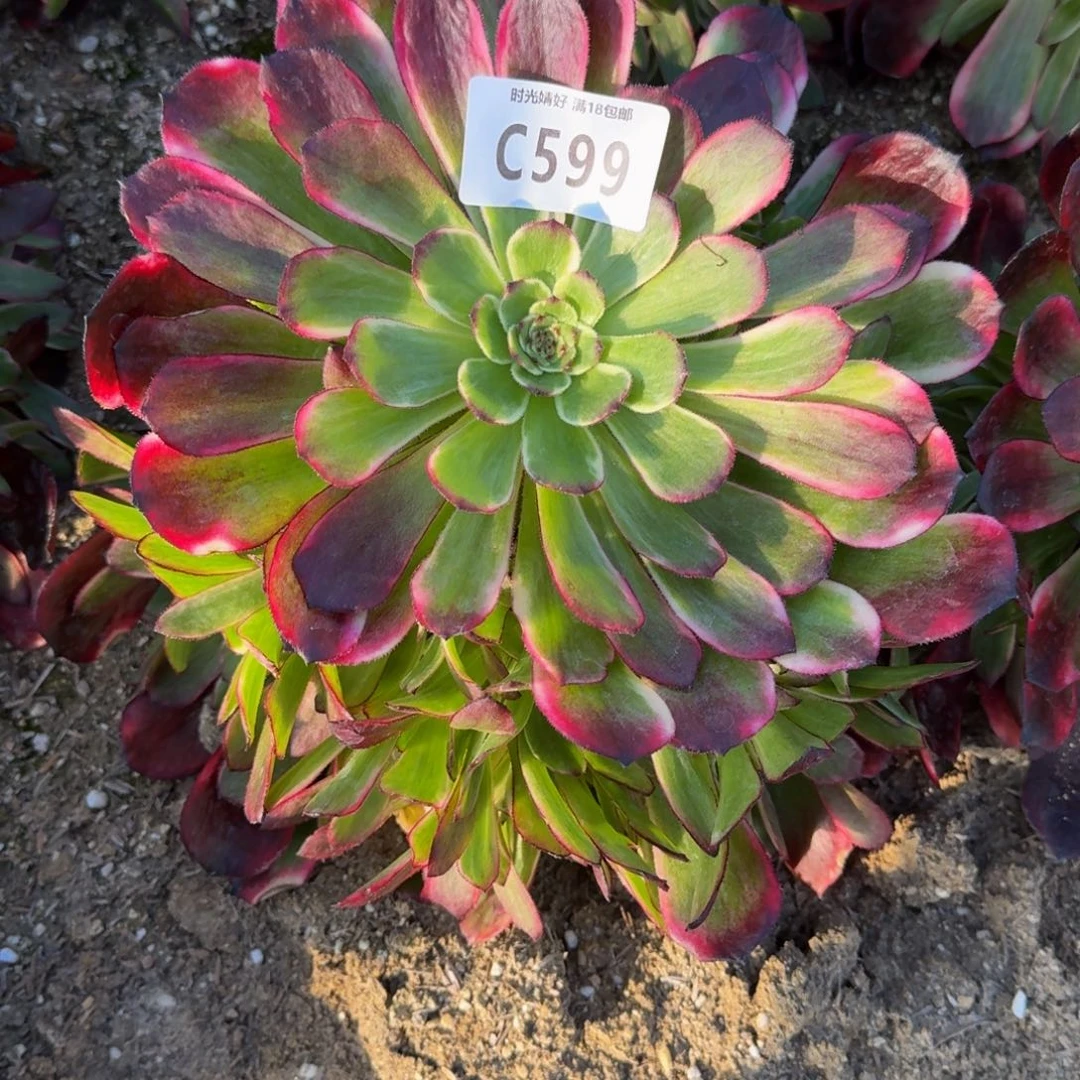 _***?599烟花寄养到秋