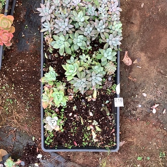 一盘子293 全场默认微瑕7-8天发货