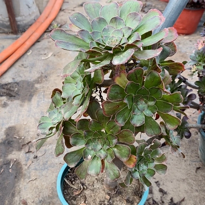 拉丝锦42多肉植物法师法师