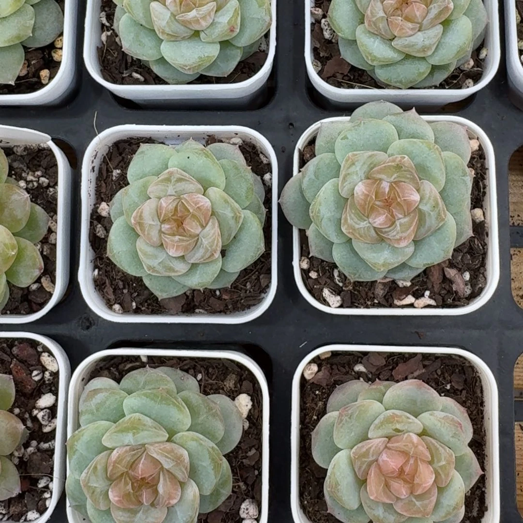 1014-24-零零珍妮单头