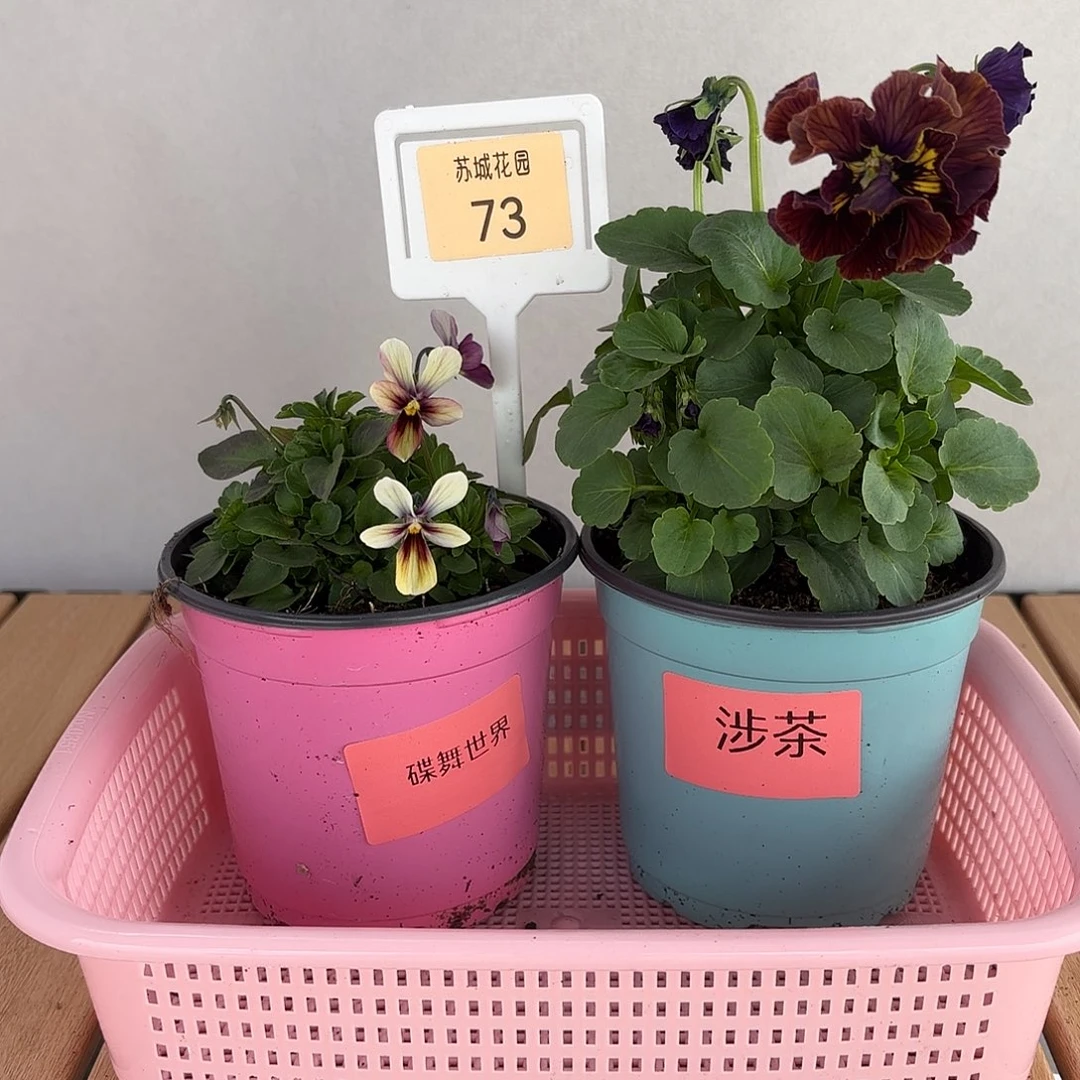 大部分开放少量花苞73