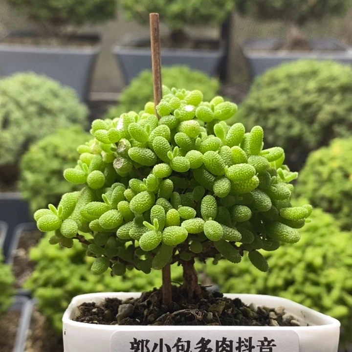 蜜橘糖球7859枝干番杏