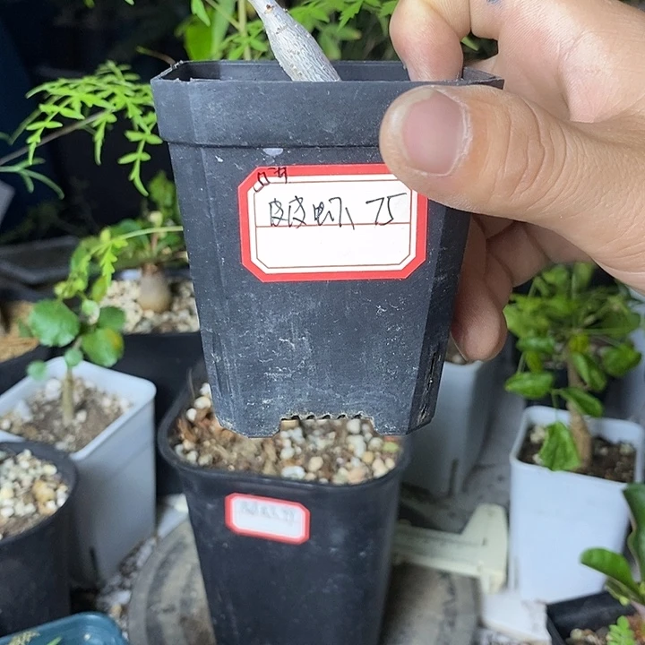 用***4皮皮虾橄榄带盆土