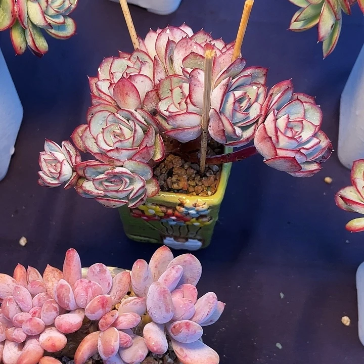 一***心多肉植物牡丹亭发货