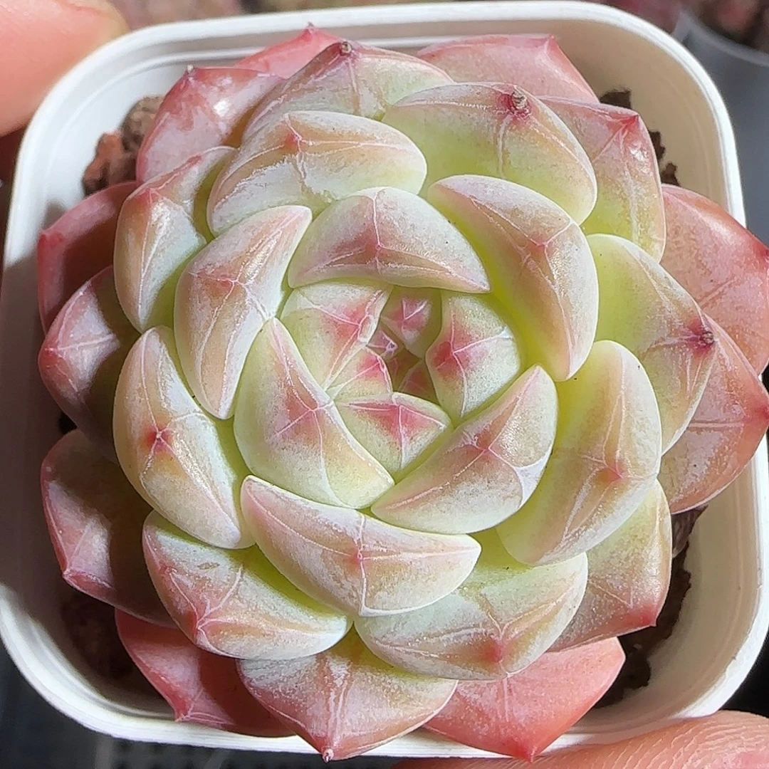 多肉1219-18福利福利