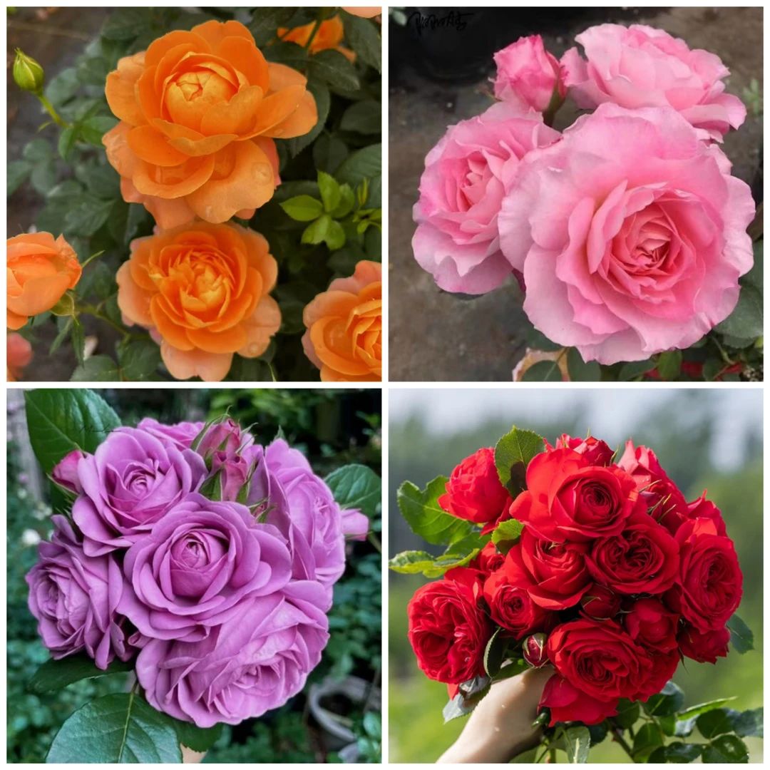 （混色装）红苹果桃花扇果汁阳台四盆装盆栽月季育苗盆基地直发