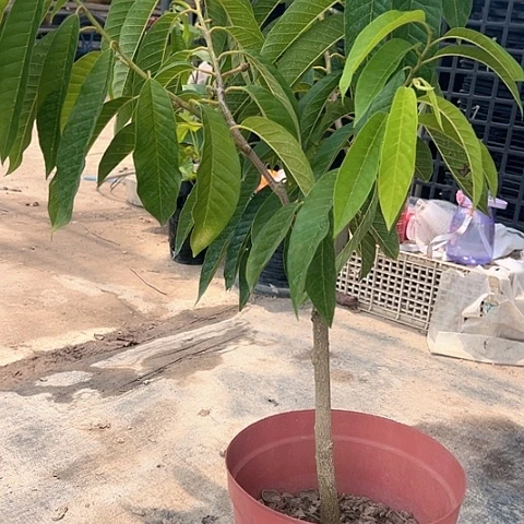 郭***子金钻凤梨369946893889778