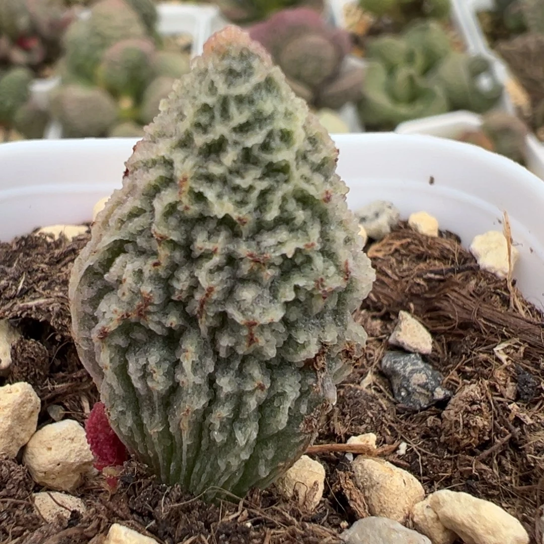 甘蓝大苗多肉植物水泡