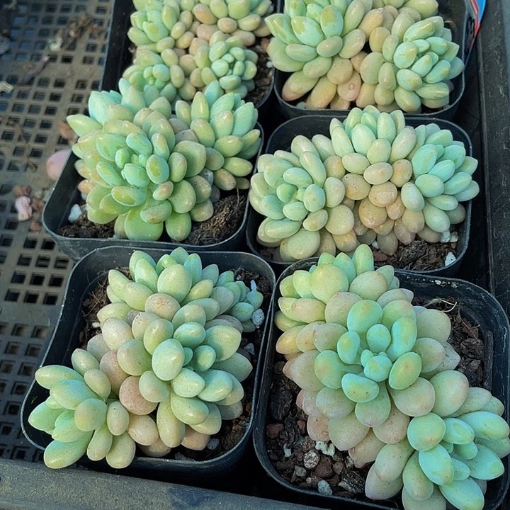 6.5方洛可可群带盆