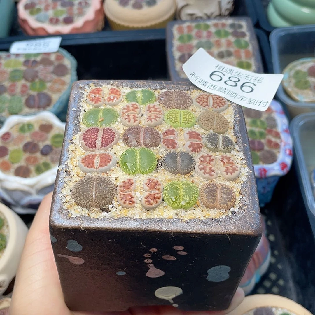 相遇开播福利686