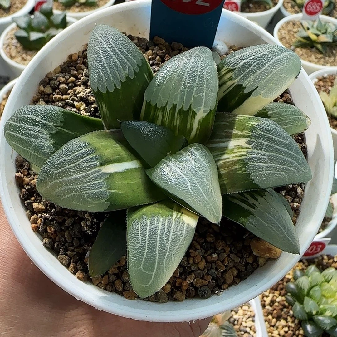 392号糯窗朱庇特克锦一物一拍带盆