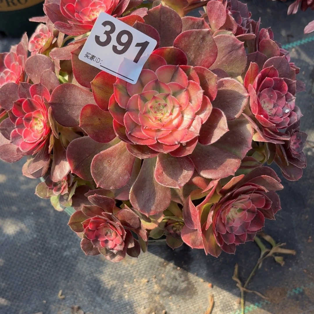 391荔枝多肉植物福利
