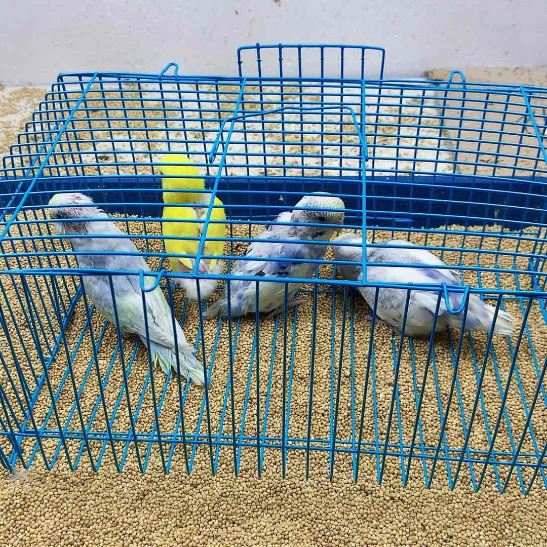 虎皮鹦鹉变***?虎皮