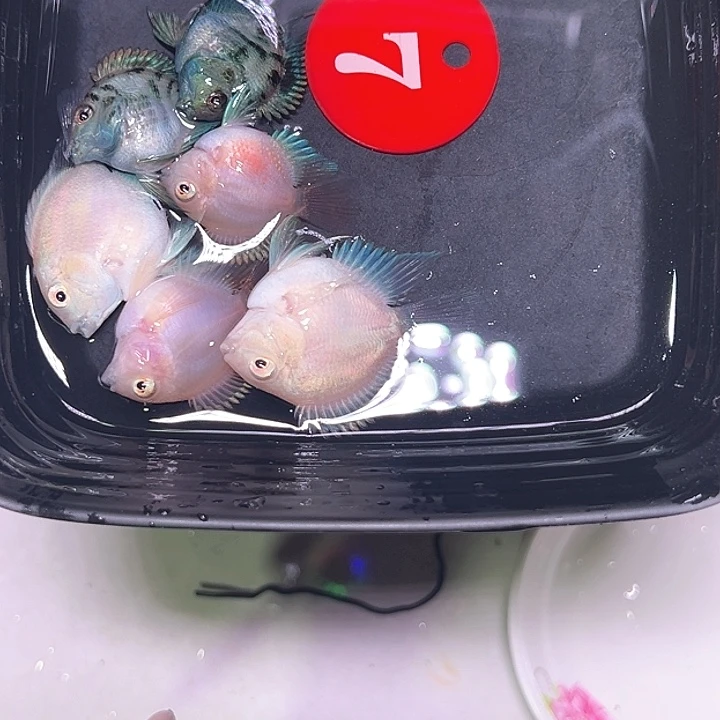 鹦鹉鱼7号，两白金，两胭脂粉，两宝蓝