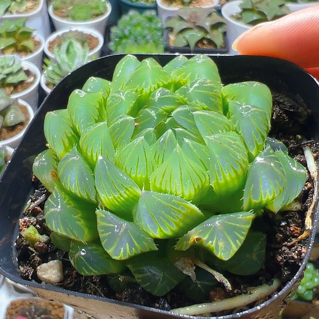 冰川玉露多肉多肉