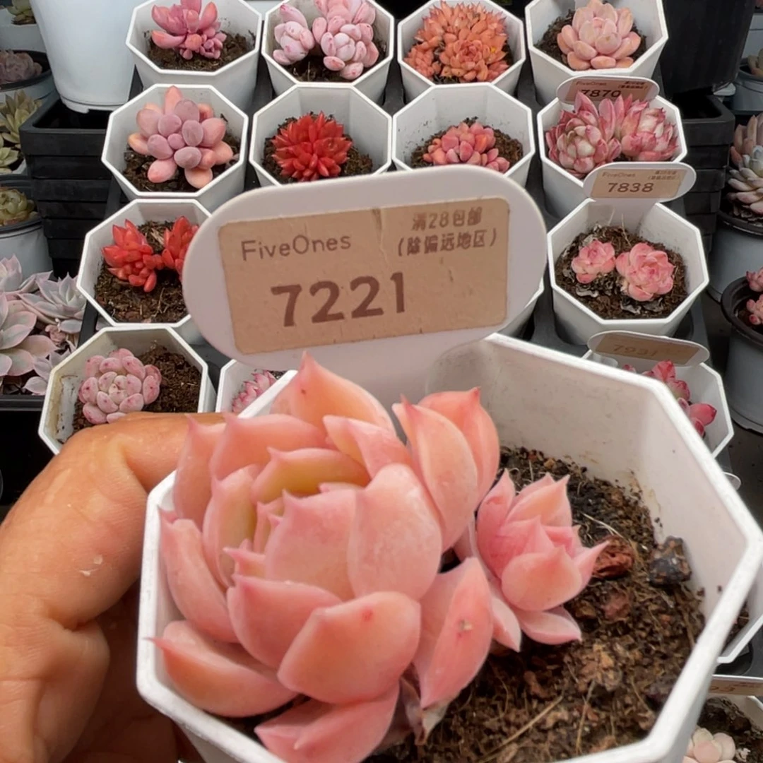 昂斯诺7221-5.0厘米