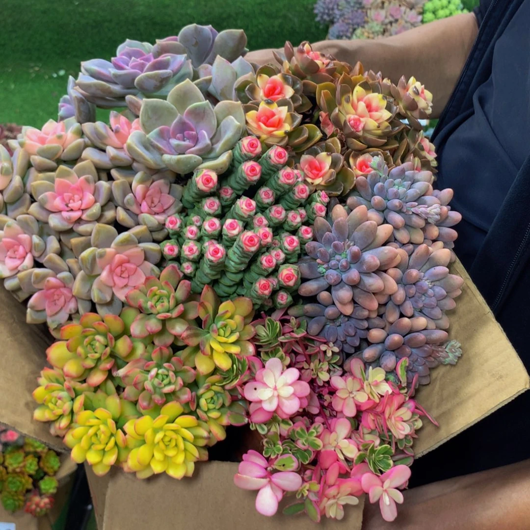 2323带盆土29.8一箱