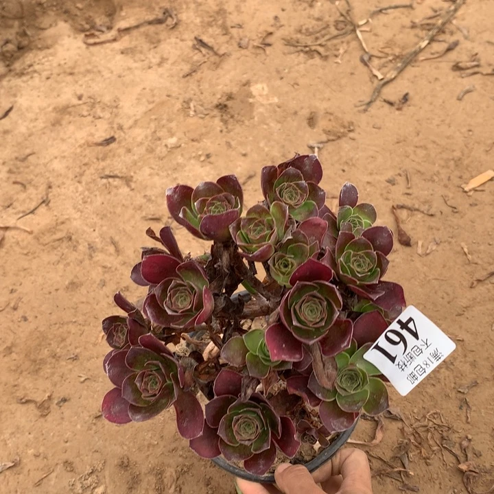 461魅金玫绣球2号棚