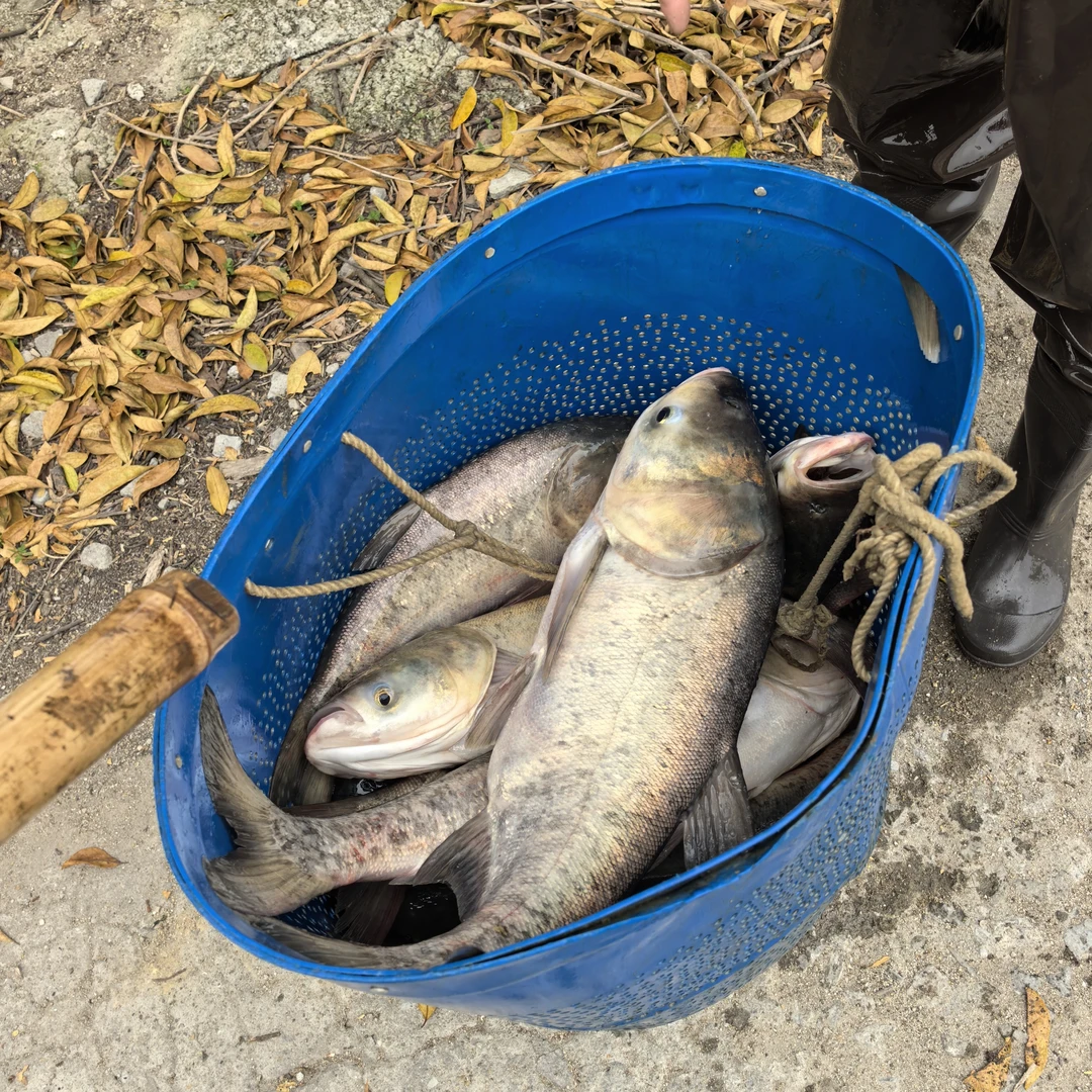 5.5-6斤水库野大头宰好发（广东顺丰冷链发货）直播顺丰包邮藏香猪