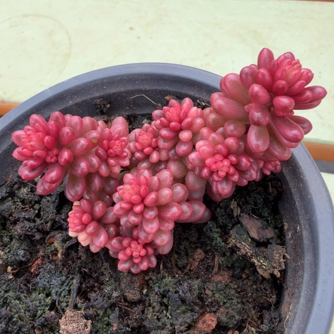 红浆果锦锦上园艺一物一拍