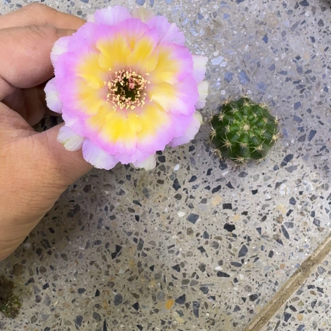 214丽花异想天开歪无根侧牙3公分左右，20包邮