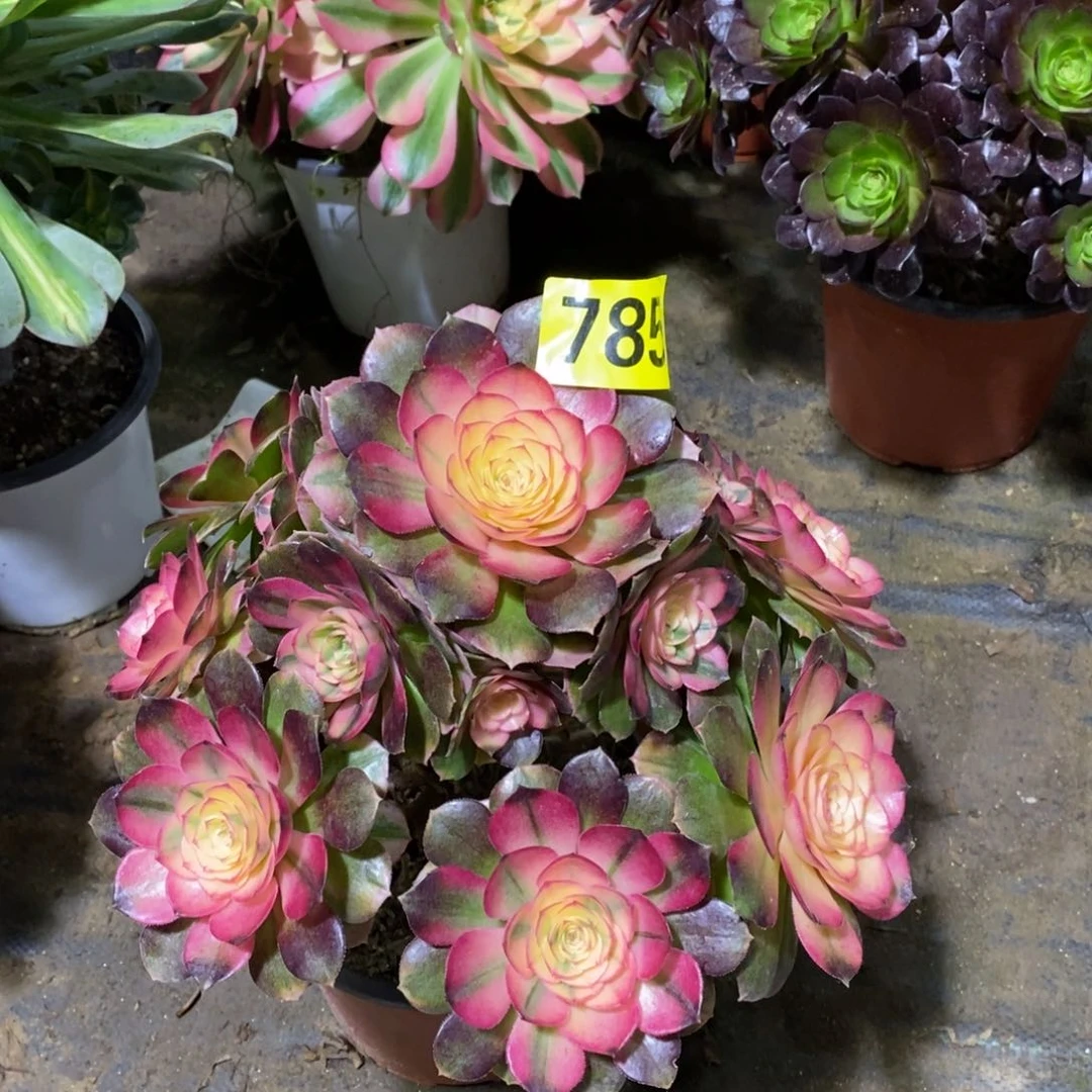 荔枝多肉法师785